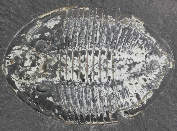 Pseudogygites Trilobite - Ontario #42799